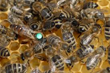 #3 Italian Hybrid Package Bees - 2023 Avoca Pick Up