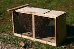 #3 Italian Hybrid Package Bees - 2023 Columbiaville / Lapeer Area Pick Up